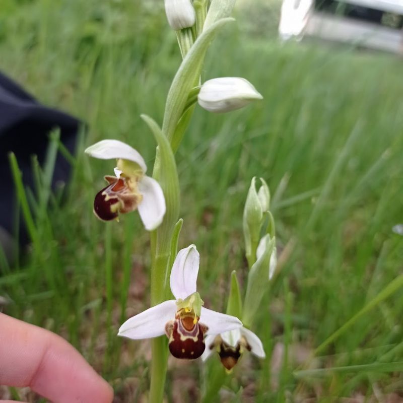 Ophrys apifera, lusus o variet�?